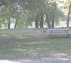 Site # 221